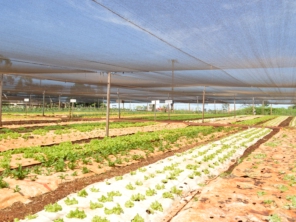 Foto de Horta e Viveiro Conflora em Mineiros, GO por Solutudo