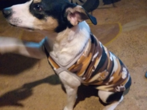 Foto de Carrocinha Pet em Botucatu, SP por Solutudo