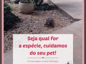 Foto de Carrocinha Pet em Botucatu, SP por Solutudo