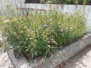Foto de Flórida Jardim e Pintura em Botucatu, SP por Solutudo