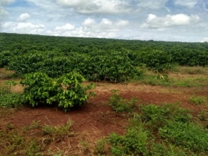 Foto de Cafés Bara, em Torra Artesanal em Almirante Tamandaré, PR por Solutudo