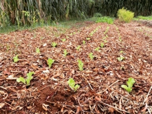 Plantio Alfaces e Rúculas