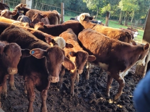 Foto de Fogos Gaucho, sede rural em Viamão, RS por Solutudo