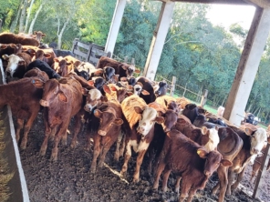 Foto de Fogos Gaucho, sede rural em Viamão, RS por Solutudo