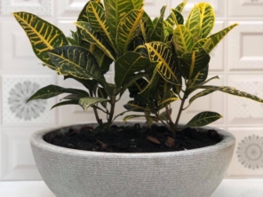 Foto de R.R. Jardinagem em Bauru, SP por Solutudo