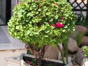 Foto de R.R. Jardinagem em Bauru, SP por Solutudo