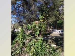 Foto de Agro Jardim em Botucatu, SP por Solutudo