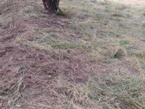 Foto de Agro Jardim em Botucatu, SP por Solutudo