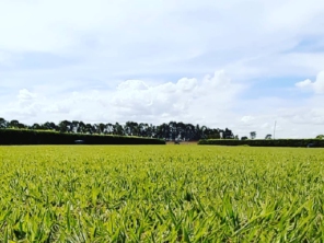Foto de Excellent Work Limpeza E Conservacao em Senador Canedo, GO por Solutudo