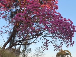 Foto de Ângela Cardoso Podologa em Marília, SP por Solutudo