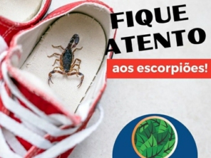 Controle de Escorpiões