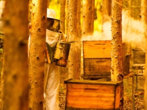 Foto de Fábrica de Caixas de Abelha Zé Colmeia em Capão Bonito, SP por Solutudo