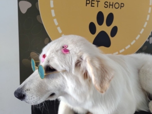 Foto de Martins Pet Shop em Assis, SP por Solutudo