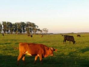 Foto de GDAL Elétrica - Energia Solar em Viamão, RS por Solutudo