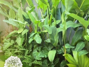 Botânica Vitoratti -  Viveiro de plantas e Venda de gramas