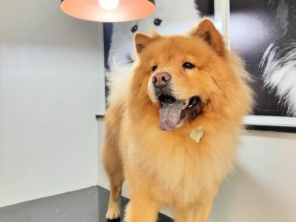 Foto de Valentina´s Pet Store em Botucatu, SP por Solutudo