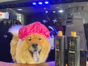 Foto de Valentina´s Pet Store em Botucatu, SP por Solutudo