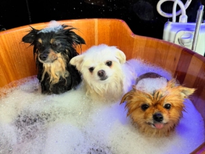Foto de Valentina´s Pet Store em Botucatu, SP por Solutudo
