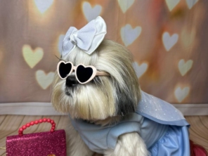 Foto de Valentina´s Pet Store em Botucatu, SP por Solutudo