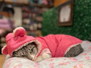 Foto de Valentina´s Pet Store em Botucatu, SP por Solutudo