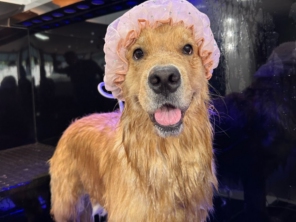 Foto de Valentina´s Pet Store em Botucatu, SP por Solutudo