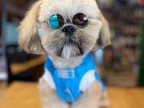 Foto de Valentina´s Pet Store em Botucatu, SP por Solutudo