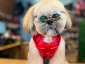 Foto de Valentina´s Pet Store em Botucatu, SP por Solutudo