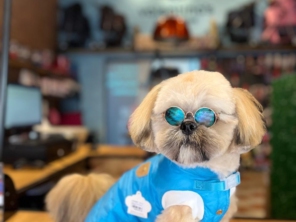 Foto de Valentina´s Pet Store em Botucatu, SP por Solutudo