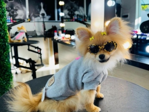 Foto de Valentina´s Pet Store em Botucatu, SP por Solutudo