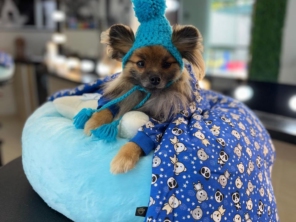 Foto de Valentina´s Pet Store em Botucatu, SP por Solutudo