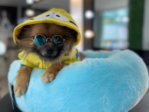 Foto de Valentina´s Pet Store em Botucatu, SP por Solutudo