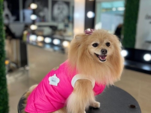 Foto de Valentina´s Pet Store em Botucatu, SP por Solutudo