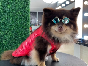 Foto de Valentina´s Pet Store em Botucatu, SP por Solutudo