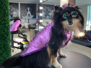 Foto de Valentina´s Pet Store em Botucatu, SP por Solutudo