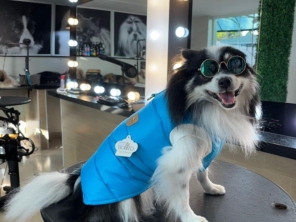 Foto de Valentina´s Pet Store em Botucatu, SP por Solutudo