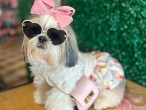 Foto de Valentina´s Pet Store em Botucatu, SP por Solutudo