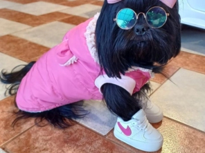 Foto de Valentina´s Pet Store em Botucatu, SP por Solutudo