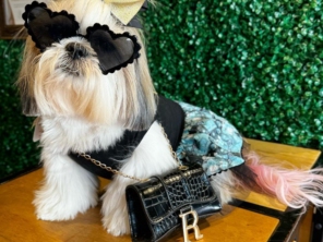 Foto de Valentina´s Pet Store em Botucatu, SP por Solutudo