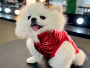 Foto de Valentina´s Pet Store em Botucatu, SP por Solutudo