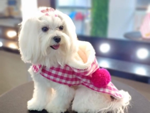 Foto de Valentina´s Pet Store em Botucatu, SP por Solutudo