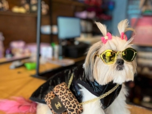 Foto de Valentina´s Pet Store em Botucatu, SP por Solutudo