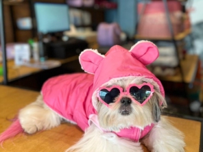Foto de Valentina´s Pet Store em Botucatu, SP por Solutudo