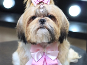Foto de Valentina´s Pet Store em Botucatu, SP por Solutudo
