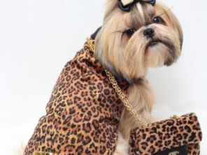 Foto de Valentina´s Pet Store em Botucatu, SP por Solutudo