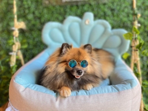 Foto de Valentina´s Pet Store em Botucatu, SP por Solutudo