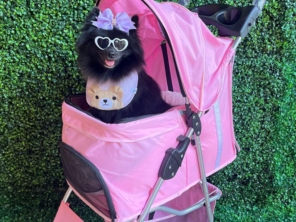 Foto de Valentina´s Pet Store em Botucatu, SP por Solutudo
