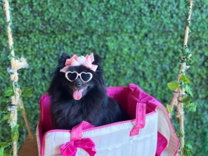 Foto de Valentina´s Pet Store em Botucatu, SP por Solutudo