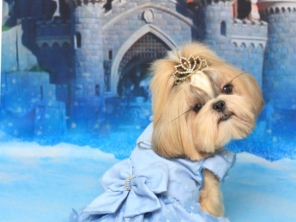 Foto de Valentina´s Pet Store em Botucatu, SP por Solutudo