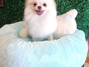 Foto de Valentina´s Pet Store em Botucatu, SP por Solutudo