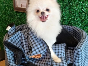 Foto de Valentina´s Pet Store em Botucatu, SP por Solutudo